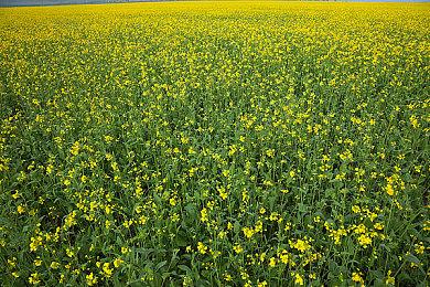 猫猫社新作《神之国的魔法使》上架Steam 支持中文