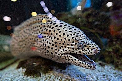 《合金装备崛起：复仇》现已登陆了GOG平台 首发6折特惠