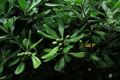 《彩虹六号：异种》故事预告片 彩虹小队直面外星威胁